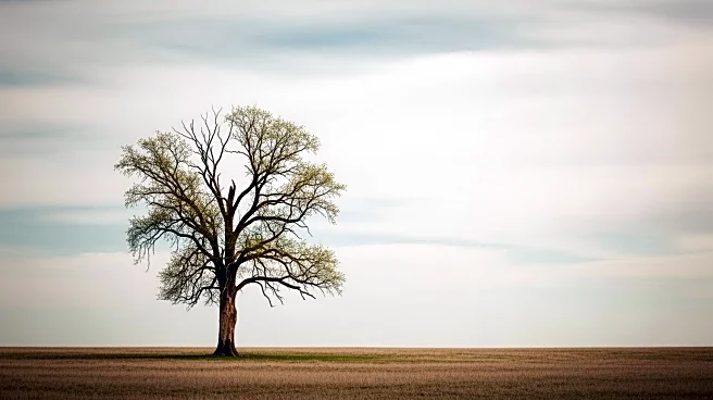 Mental Health Expert Discusses Long-Term Impact of Bullying Trauma