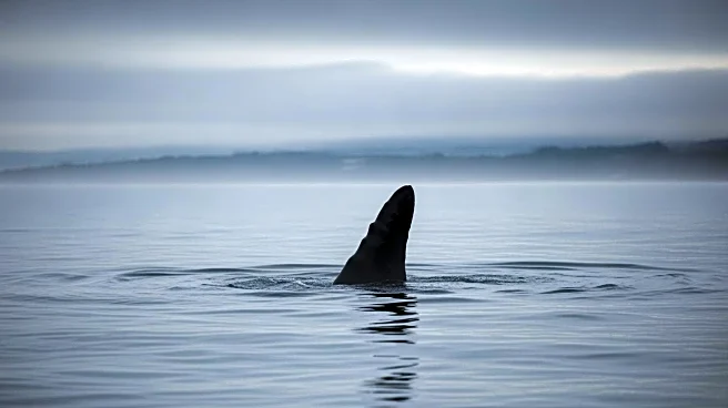 Stranded Humpback Whale in Germany's Baltic Sea Faces Diminishing Hopes for Return to Atlantic