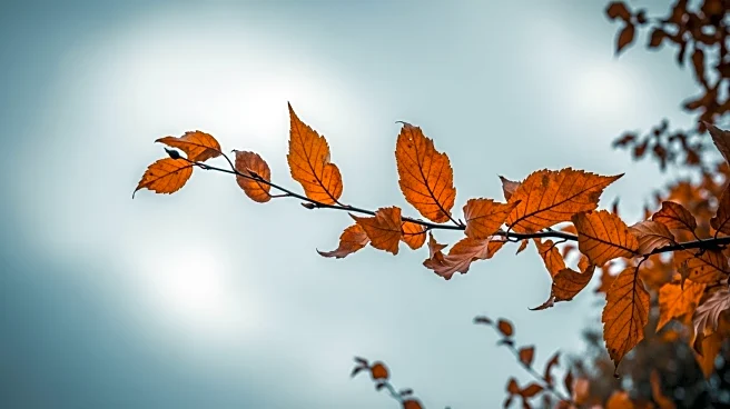 Minnesota Weather Forecast Predicts Cooler and Windy Conditions