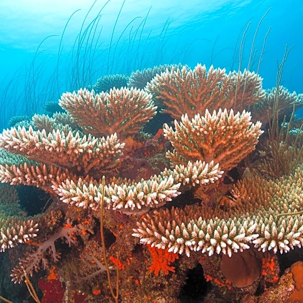 NOAA Scientists Discover Massive Coral Colony in Maug Islands, Potentially Over 2,000 Years Old