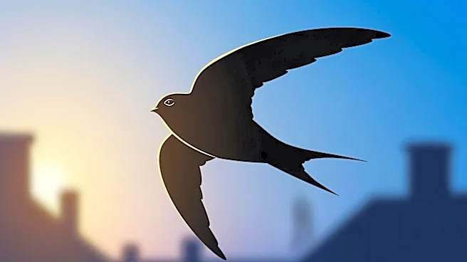 Conservationists Urge Action to Protect Declining Swift Populations in the UK