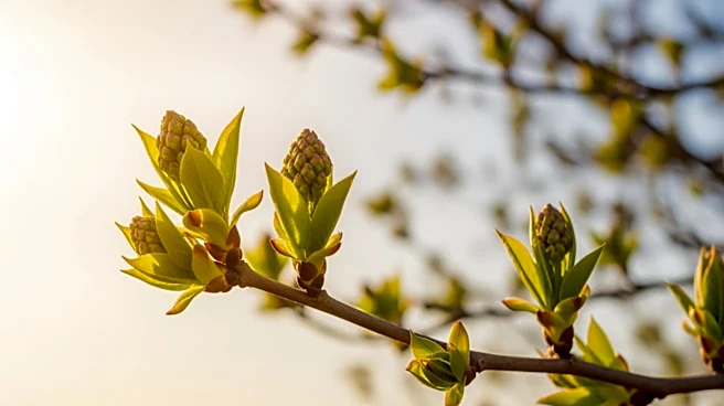 Record-Warm March Leads to Early Flower and Leaf Emergence Across the U.S.