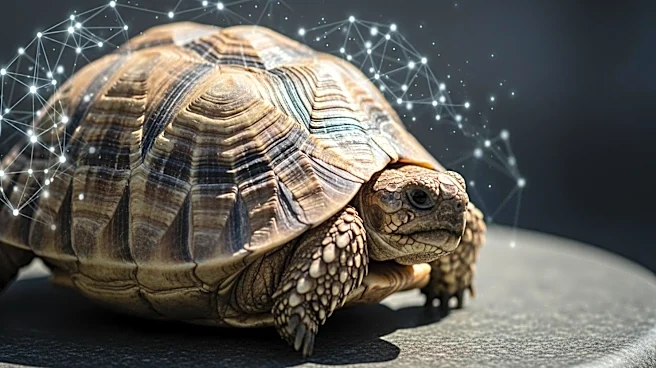 Jonathan the Tortoise Victim of Viral Crypto Scam, Death Falsely Reported