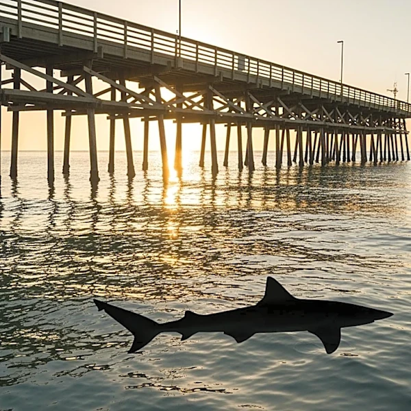 Fisherman Rescues Great White Shark at Hermosa Beach Pier