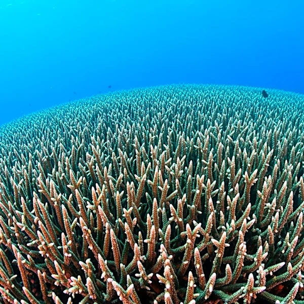 NOAA Discovers Massive Coral Colony in Maug Islands, Potentially Over 2,000 Years Old