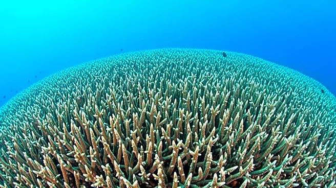 NOAA Discovers Massive Coral Colony in Maug Islands, Potentially Over 2,000 Years Old