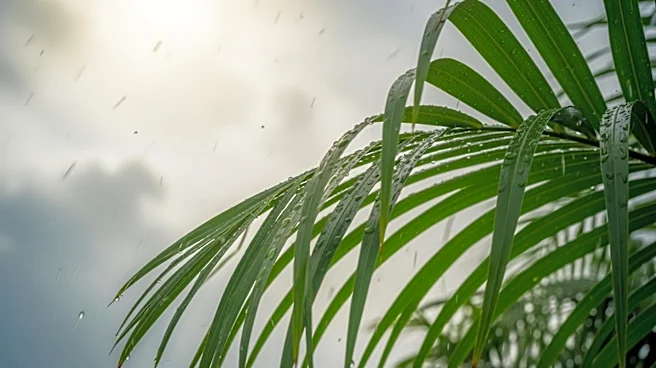 Scattered Showers Expected in South Florida Amid Warm, Breezy Conditions