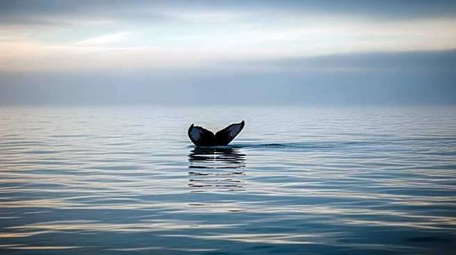 Rescuers Lose Hope for Stranded Humpback Whale in Baltic Sea
