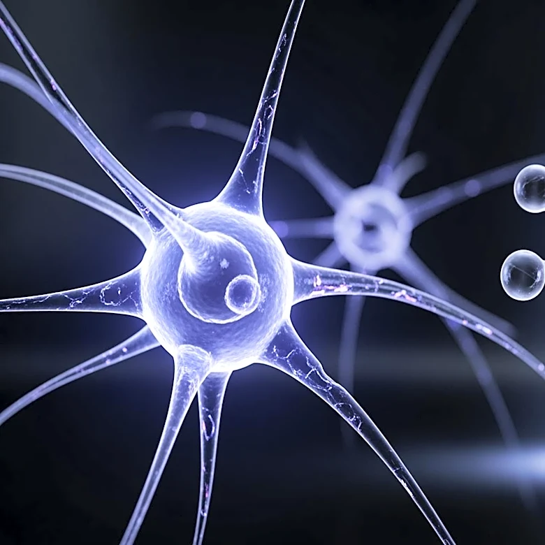 Mount Sinai Researchers Explore AhR Inhibition for Neural Regeneration