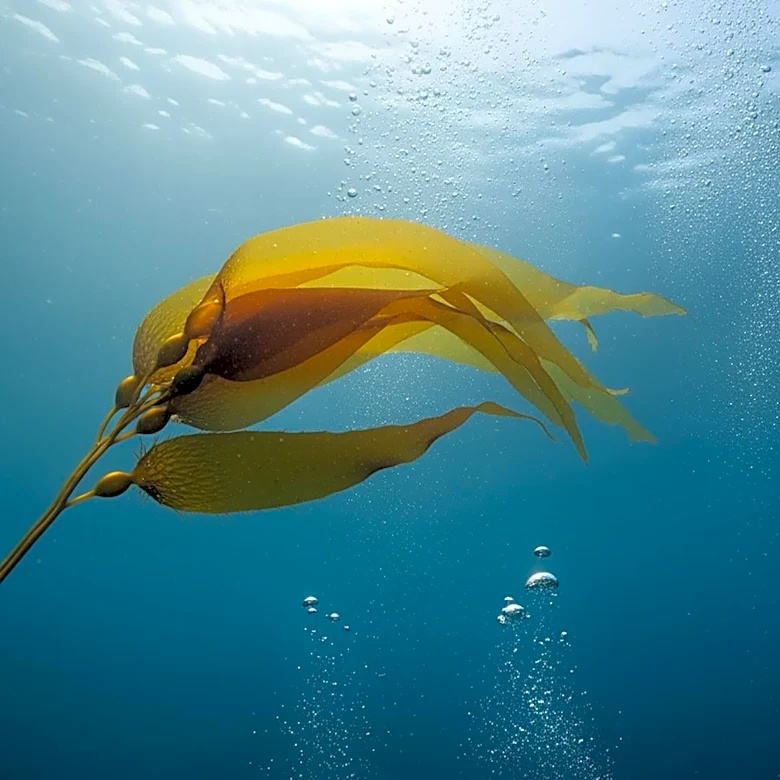 Rachel Carson's Legacy in Ocean Science and Environmental Writing