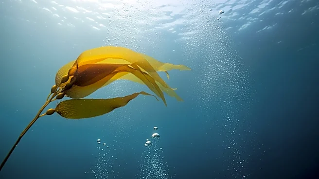 Rachel Carson's Legacy in Ocean Science and Environmental Writing