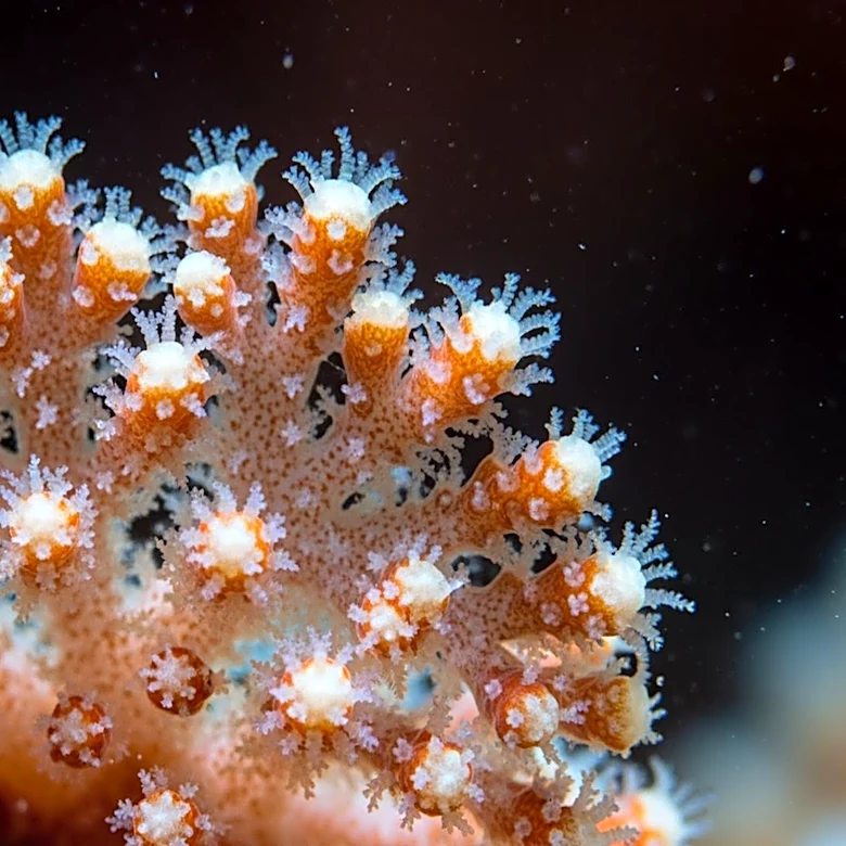 Researchers Uncover Genetic Basis of Snowflake Mutation in Clownfish, Illuminating Pigmentation Patterns