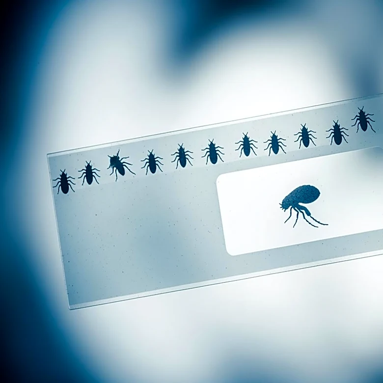 Los Angeles County Reports Record Flea-Borne Typhus Cases, Urges Precautions