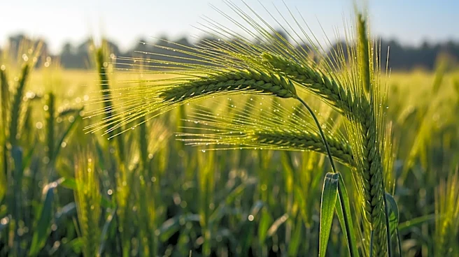 Nepal Government Prioritizes Agriculture Reforms to Boost Economic Growth