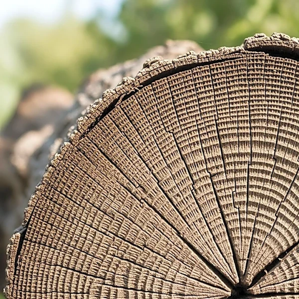 Study Reveals Genetic Factors Play Significant Role in Human Longevity