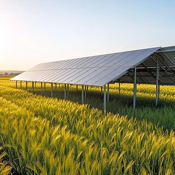 Agrivoltaics Offer Wind Protection and Economic Benefits for U.S. Farmers