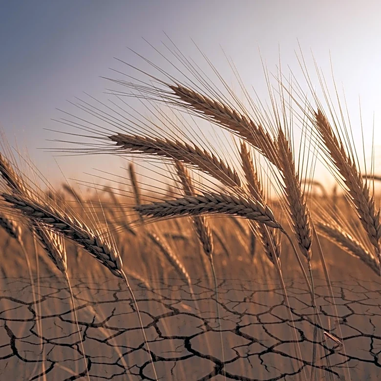 FAO Warns Middle East Conflict Escalating Agriculture Costs, Threatening Global Food Prices