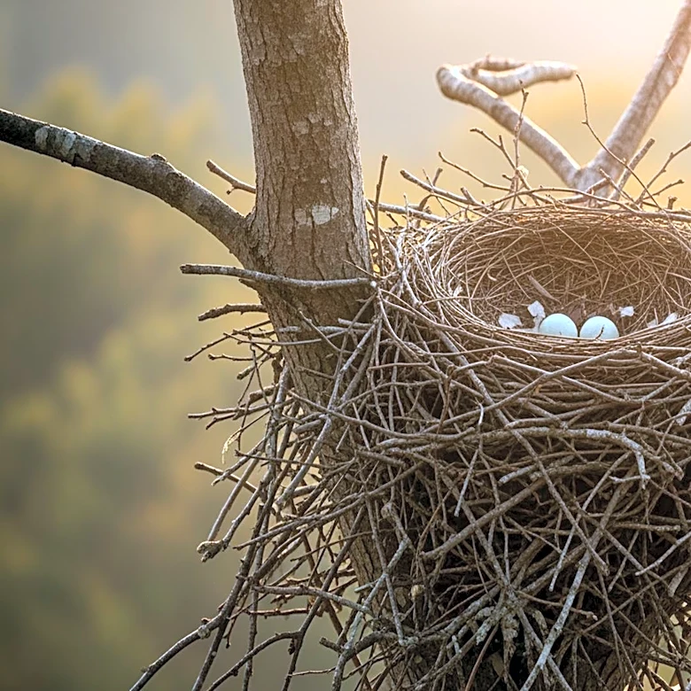 Big Bear Bald Eagles Jackie and Shadow Welcome Two New Eaglets