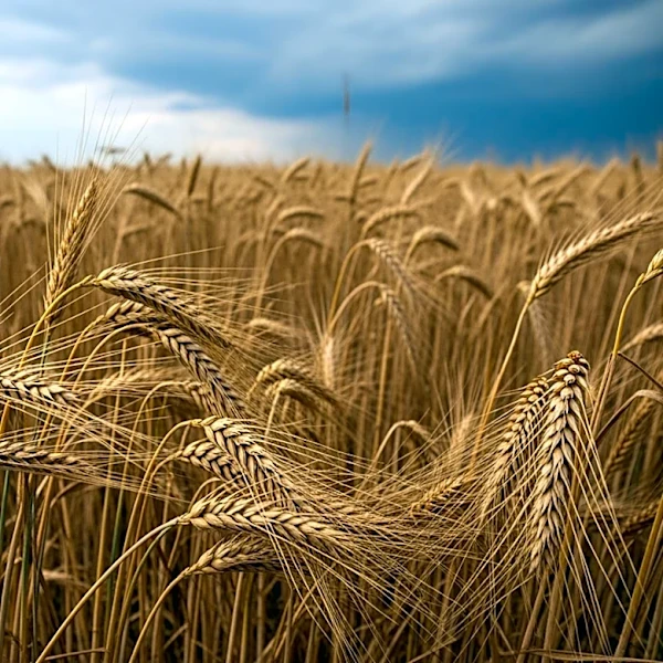 Union Agriculture Minister Addresses Crop Damage from Severe Weather in Multiple States