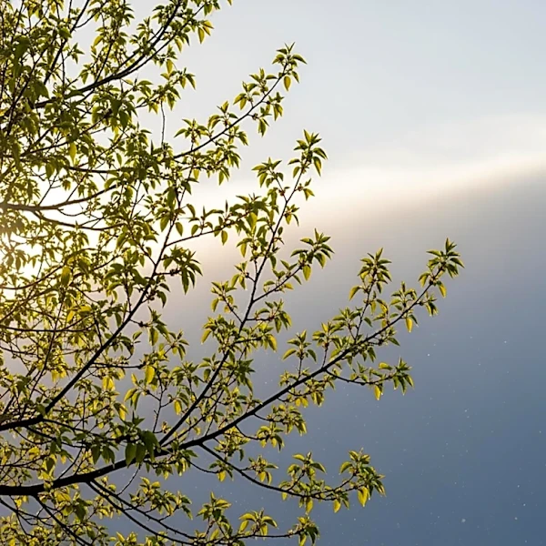 Minnesota Weather Forecast Predicts Milder Easter Sunday Before Unsettled Week