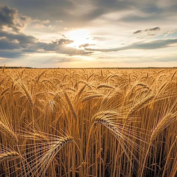 U.S. Farmers Face Uncertainty Amid Global Food Security Concerns