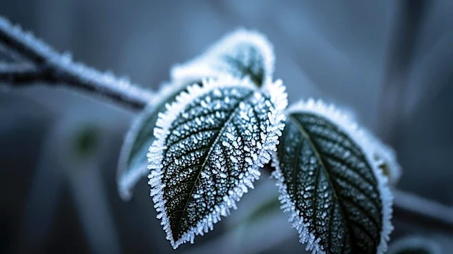 Maryland Braces for Potential Frost and Freeze on Tuesday Night