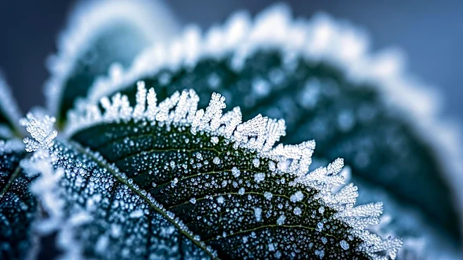 Frosty Weather Expected in Maryland Before Mid-Week Warm-Up