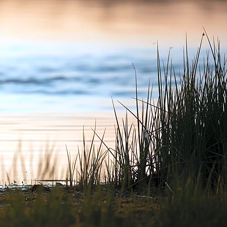 Exploring the Long-billed Dowitcher: A Birding Adventure in Merida