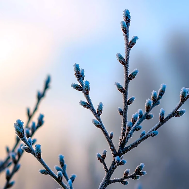 Maryland Faces Freeze Watch Following Spring-like Weather