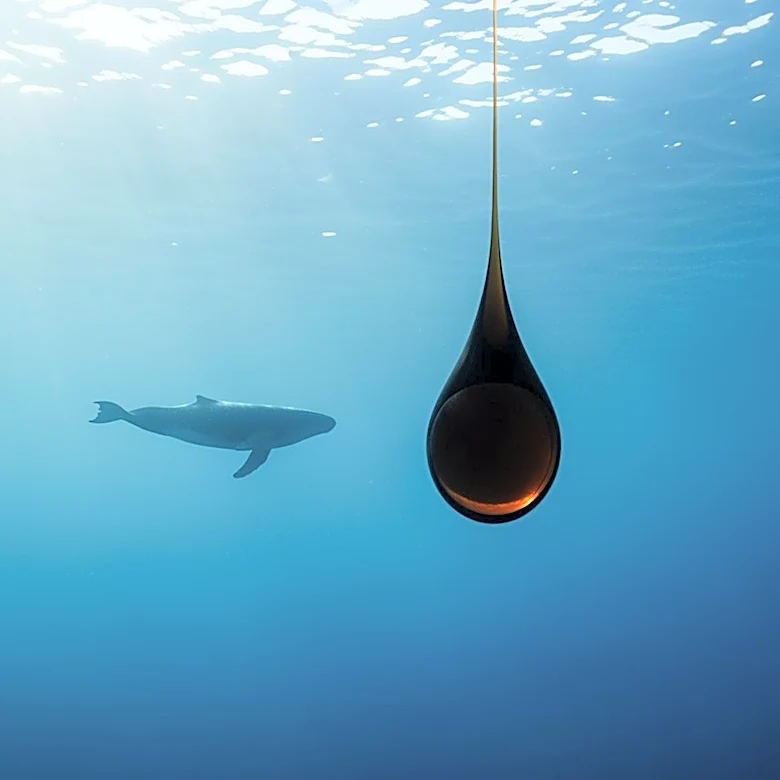 Endangered Species Committee Exempts Gulf Oil Activities, Threatening Rice’s Whales