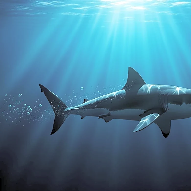 Great White Shark Travels Over 5,000 Miles to Florida Gulf