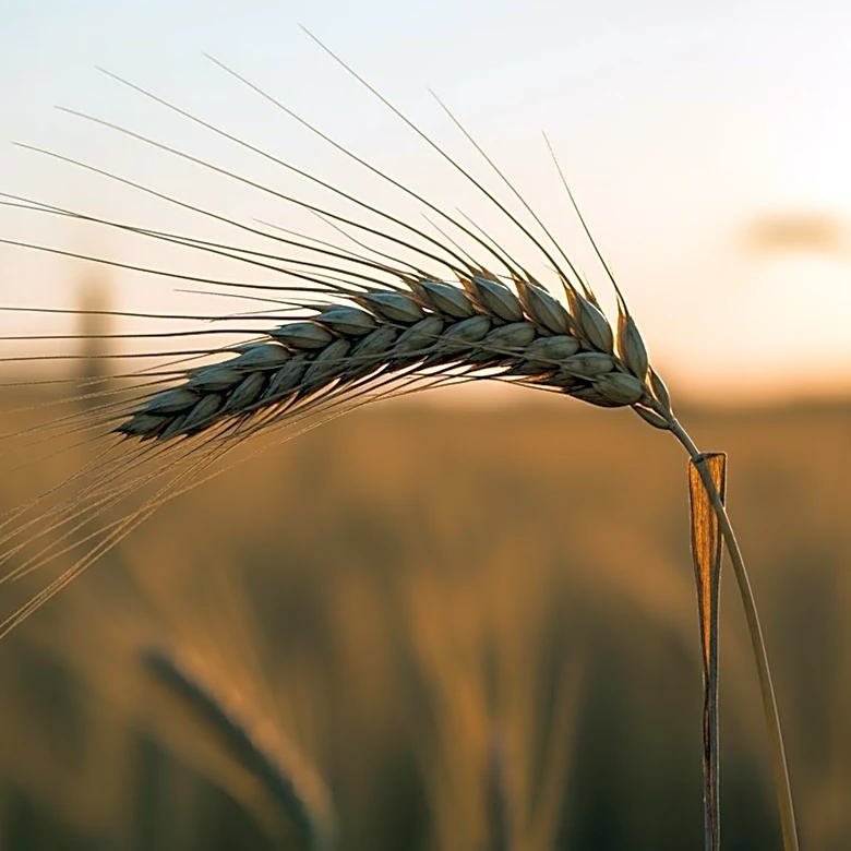 AgCareers Conference to Explore Future Workforce Trends in Agriculture