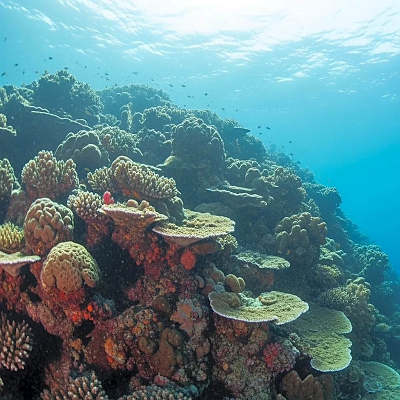 NOAA Reopens Northeast Canyons National Monument to Commercial Fishing, Impacting U.S. Fishing Industry