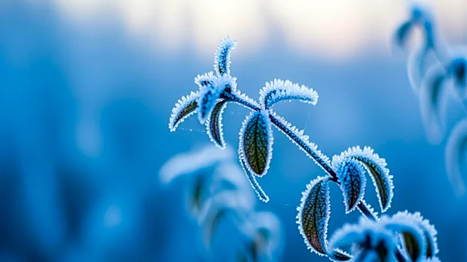 Freeze Warning Issued for NYC Area as Temperatures Plunge, Threatening Plants