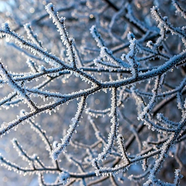 Philadelphia Braces for Another Freeze Watch Amid Chilly Weather