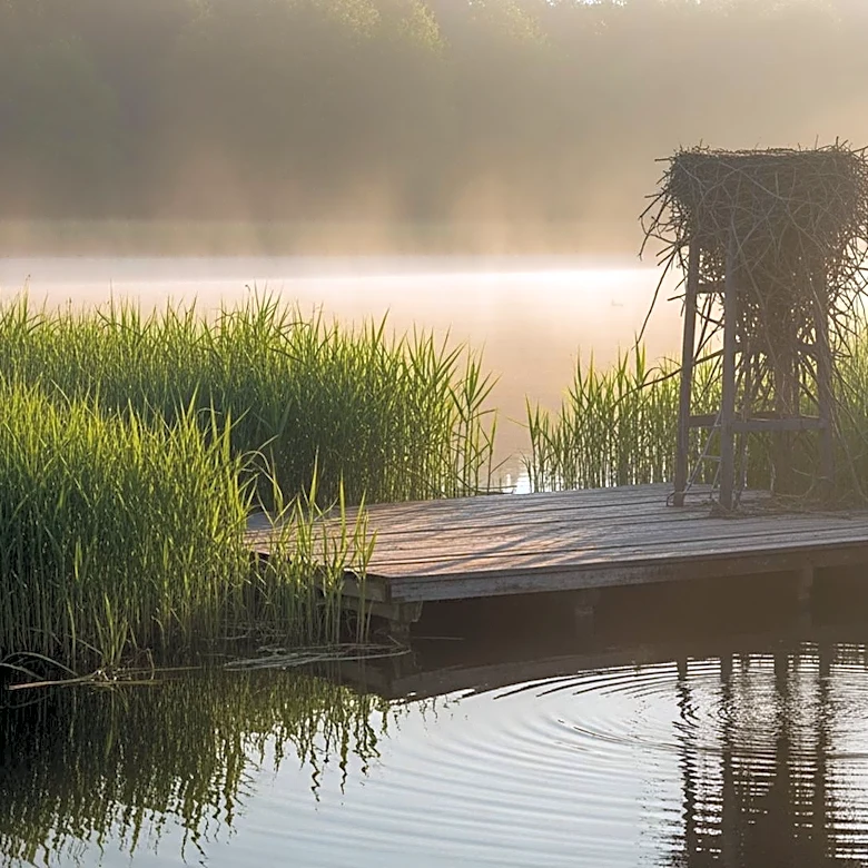 Ospreys Return to South Cumbrian Nature Reserve, Reuniting Long-Standing Breeding Pair