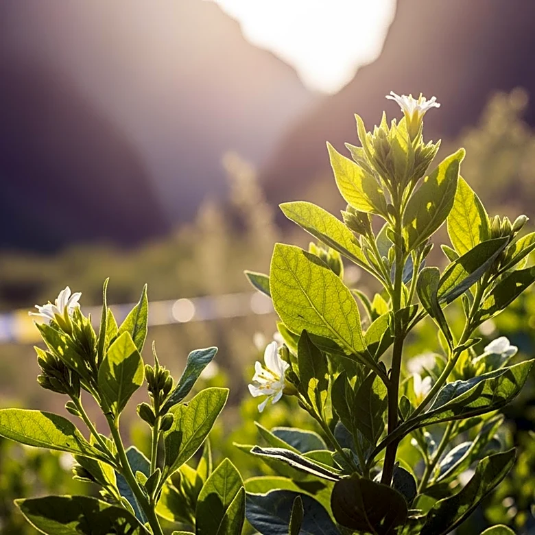 Laguna Canyon Foundation Hosts Open House to Promote Native Plant Restoration