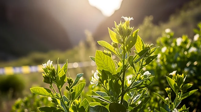 Laguna Canyon Foundation Hosts Open House to Promote Native Plant Restoration