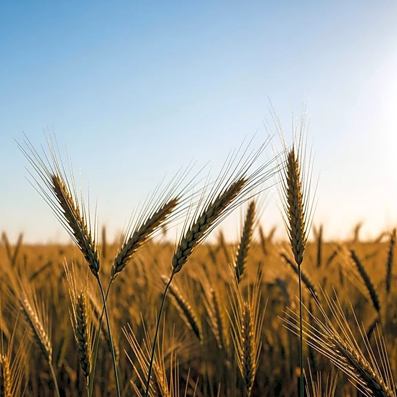 USDA Awards Funds to Boost Agriculture and Renewable Fuels in Iowa