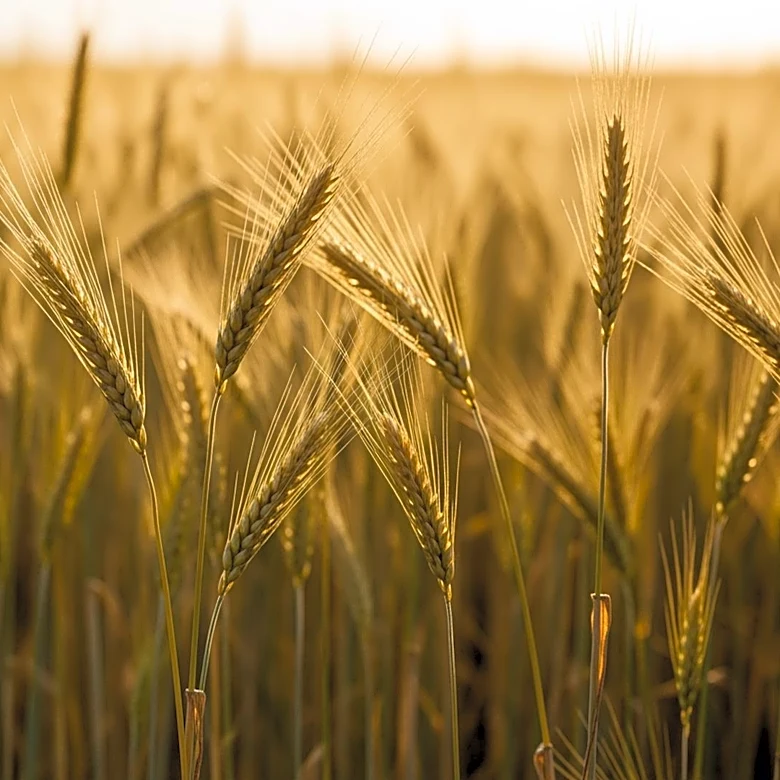 Uttar Pradesh Achieves 18% Agricultural Growth Under CM Yogi Adityanath