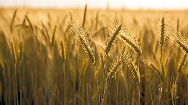 Uttar Pradesh Achieves 18% Agricultural Growth Under CM Yogi Adityanath