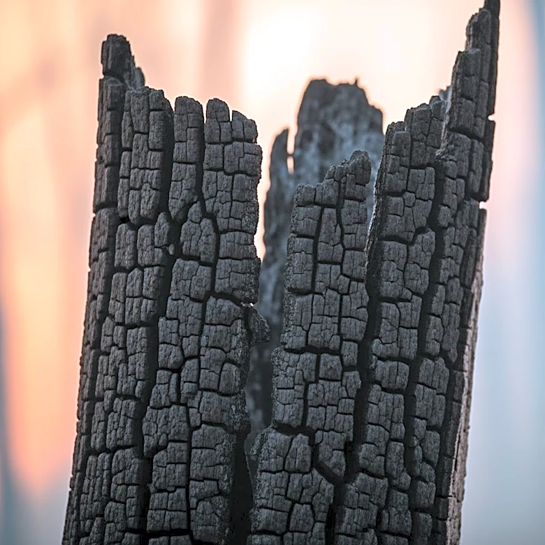 Oregon Appeals Court Ruling Could Impact Over $1 Billion in Wildfire Damages