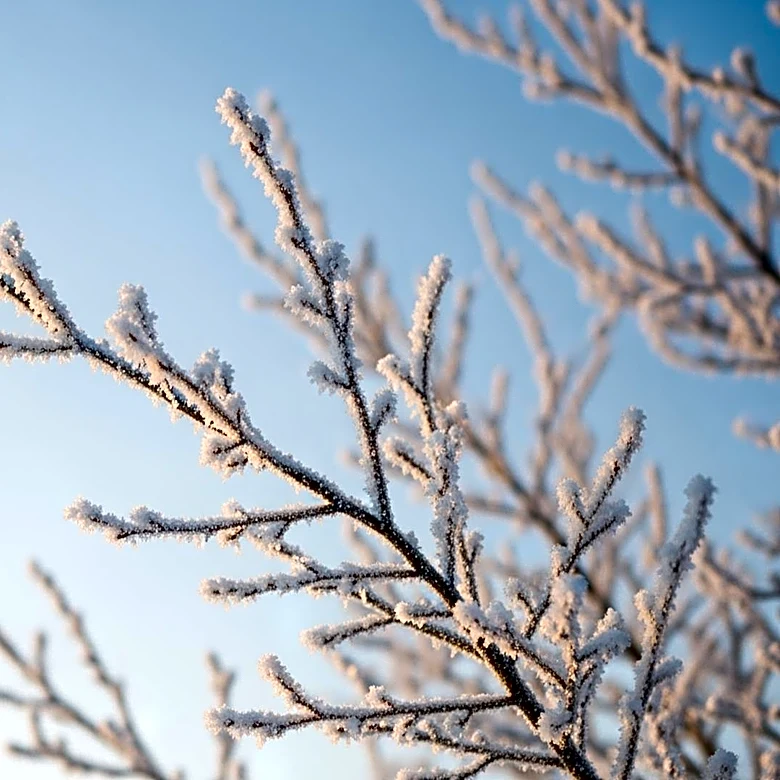 Freeze Warning Issued for Philadelphia Region Amid Cold Snap