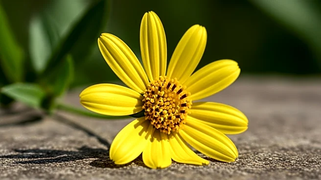 Research Highlights Potential of Wildflower Tormentil in Combating Antibiotic-Resistant Superbugs