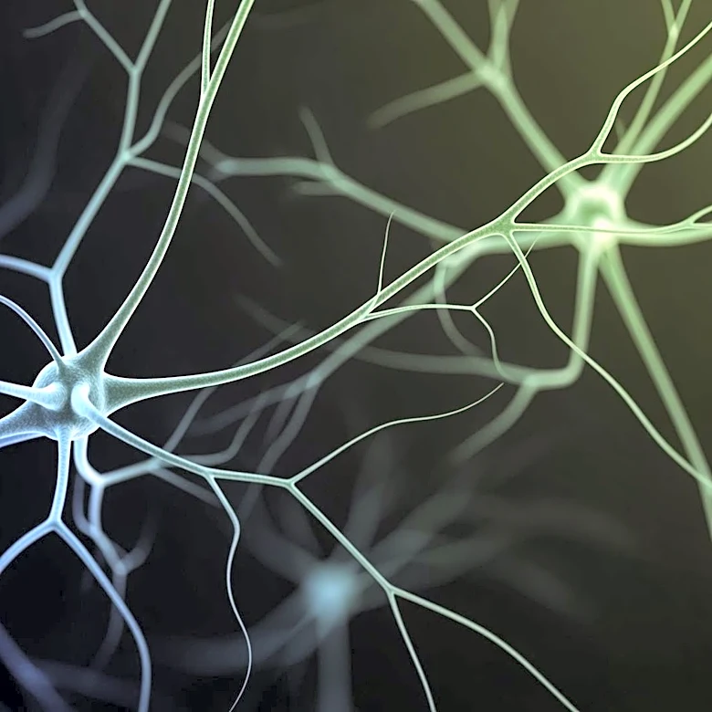 Scripps Research Unveils New Insights into Touch Sensation Mechanisms