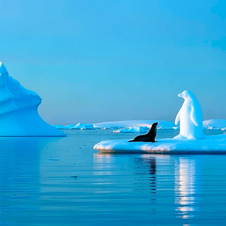 IUCN Lists Emperor Penguins and Antarctic Fur Seals as Endangered Due to Climate Change