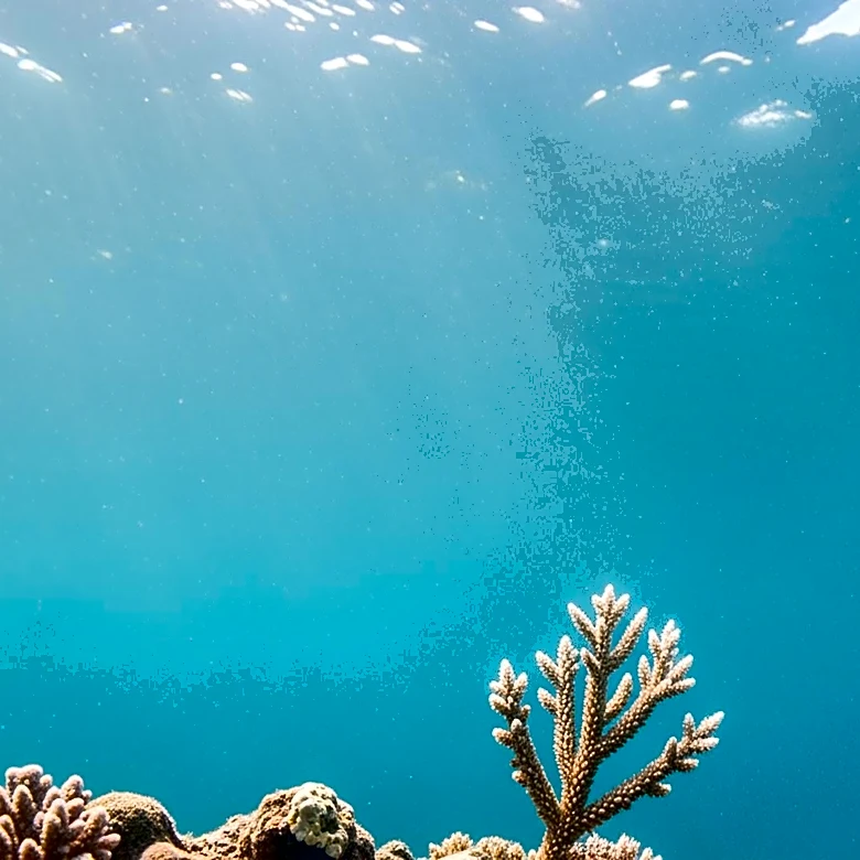 Galápagos Damselfish Extinction Linked to Climate Change