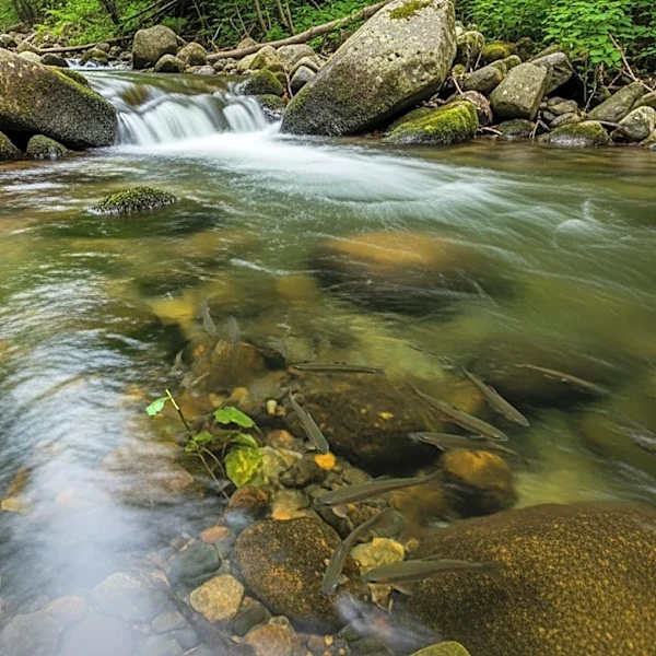 Forbes Trail Chapter of Trout Unlimited Works to Boost Native Trout Populations in Linn Run