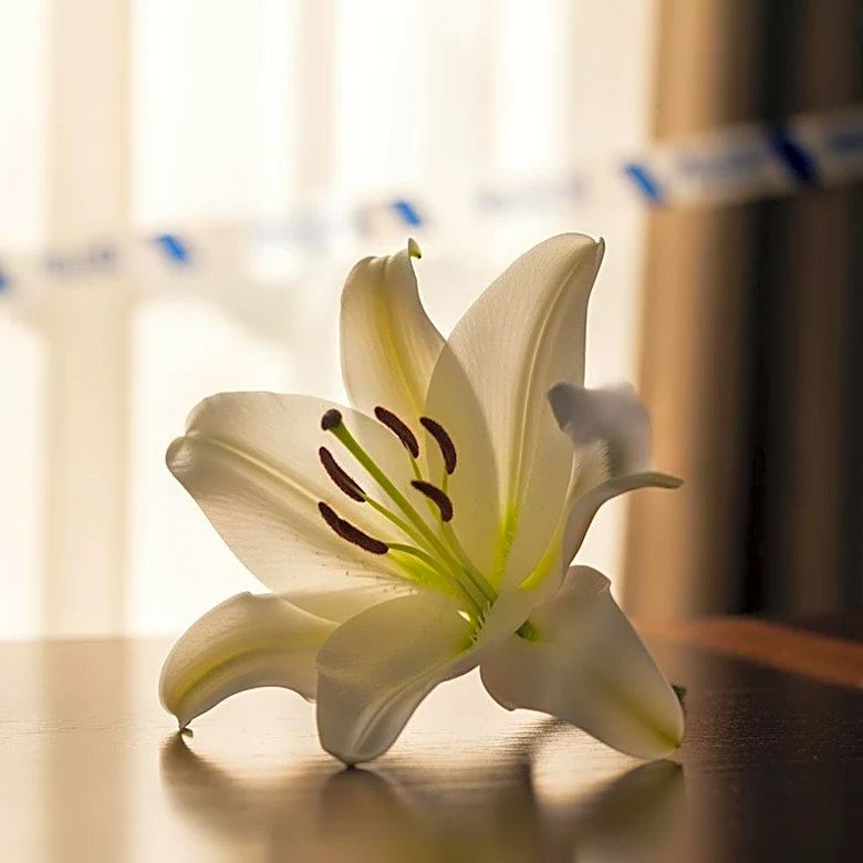 Patricia Liskovec Passes Away at 84, Memorial Service Scheduled