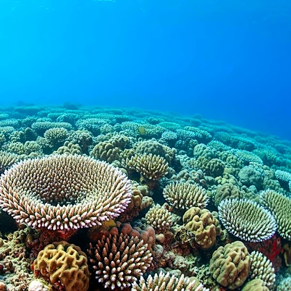 Galápagos Damselfish Extinction Linked to 1982-83 El Niño Event